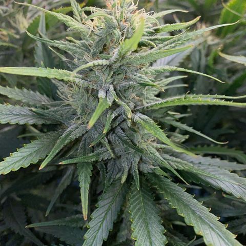 Ultra Skunk growlog timeline photo