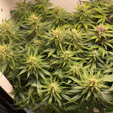 Ultra Skunk growlog timeline photo