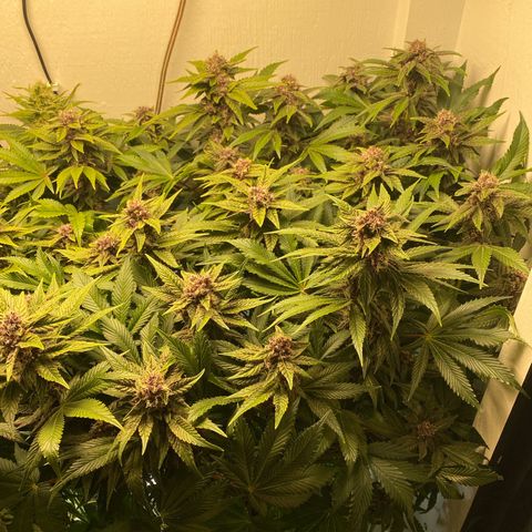 Ultra Purple growlog timeline photo