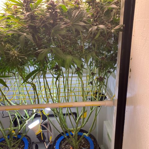 Ultra Purple growlog timeline photo
