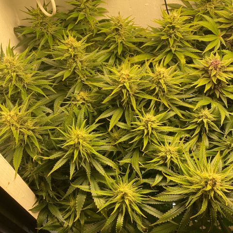 Ultra Purple growlog timeline photo