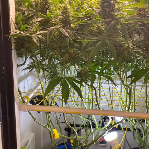 Ultra Purple growlog timeline photo