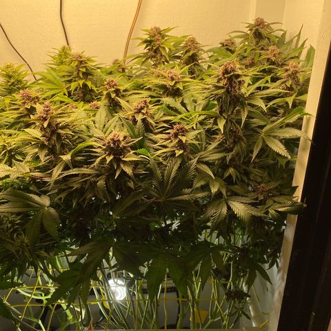 Ultra Purple growlog timeline photo