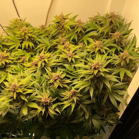 Ultra Purple growlog timeline photo