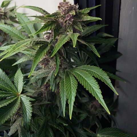 Ultra Purple growlog timeline photo