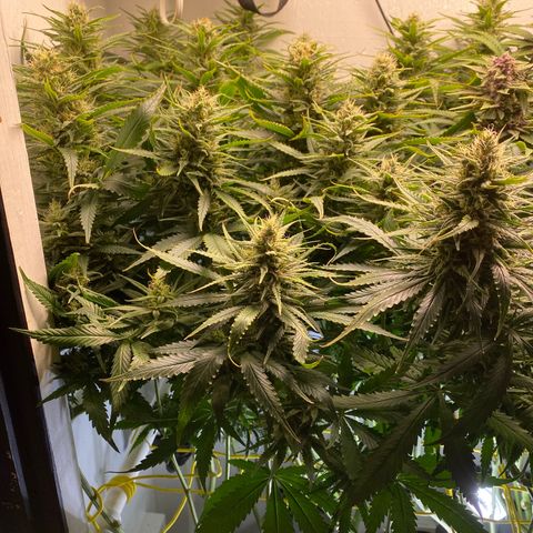 Ultra Skunk growlog timeline photo