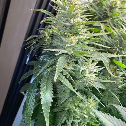 Ultra Skunk growlog timeline photo