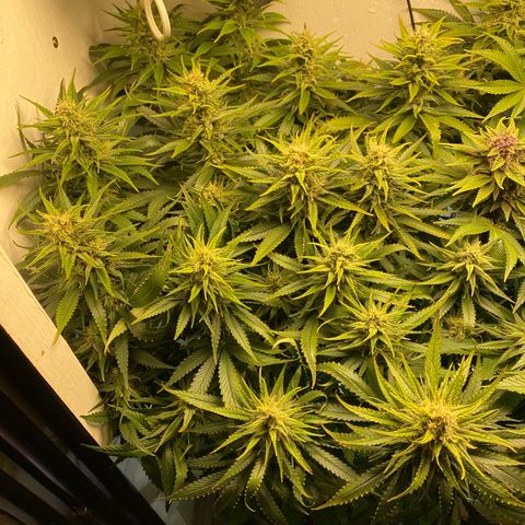 Ultra Skunk growlog timeline photo
