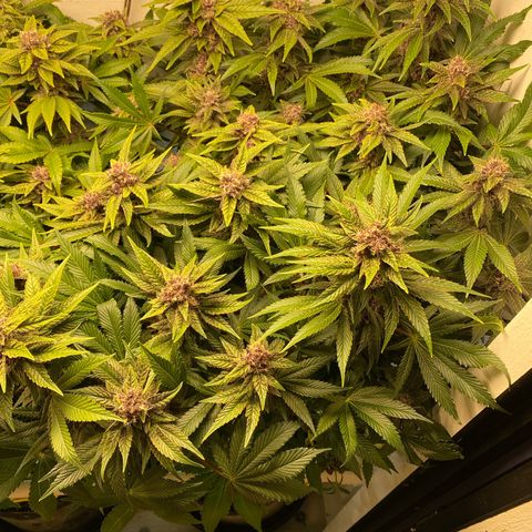 Ultra Purple growlog timeline photo