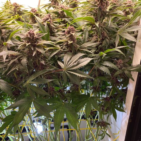 Ultra Purple growlog timeline photo