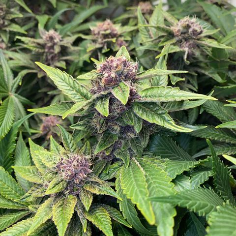Ultra Purple growlog timeline photo