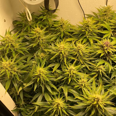Ultra Skunk growlog timeline photo