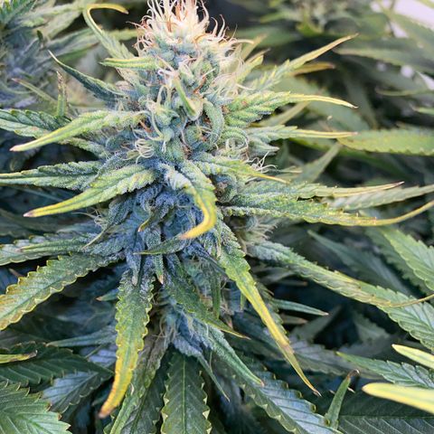Ultra Skunk growlog timeline photo