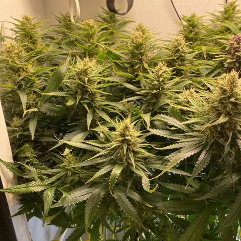 Ultra Skunk growlog timeline photo