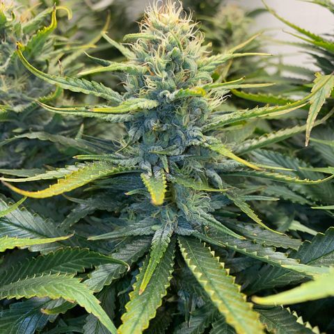 Ultra Skunk growlog timeline photo
