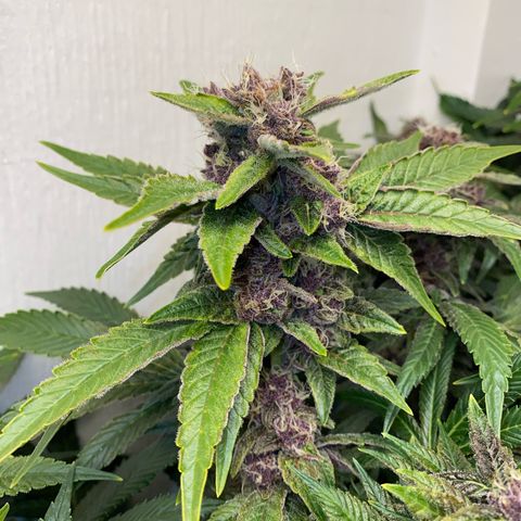 Ultra Purple growlog timeline photo