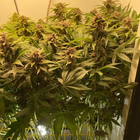 Ultra Purple growlog timeline photo