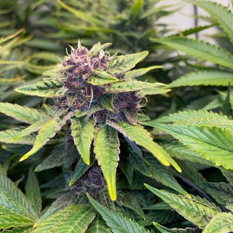 Ultra Purple growlog timeline photo