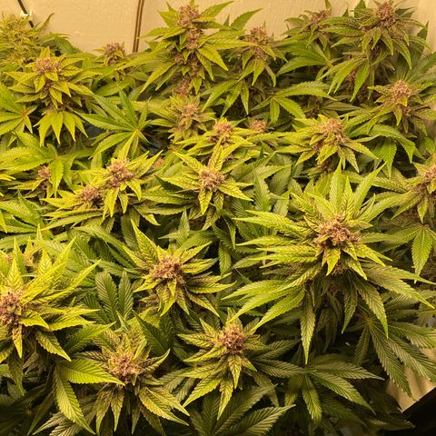 Ultra Purple growlog timeline photo