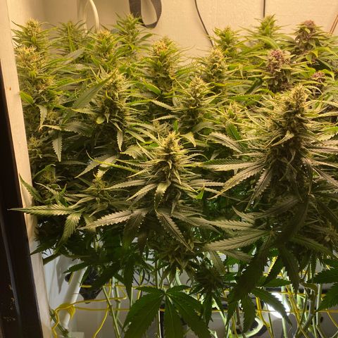 Ultra Skunk growlog timeline photo