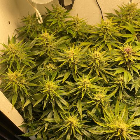 Ultra Skunk growlog timeline photo