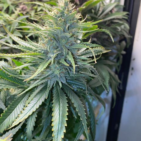 Ultra Skunk growlog timeline photo