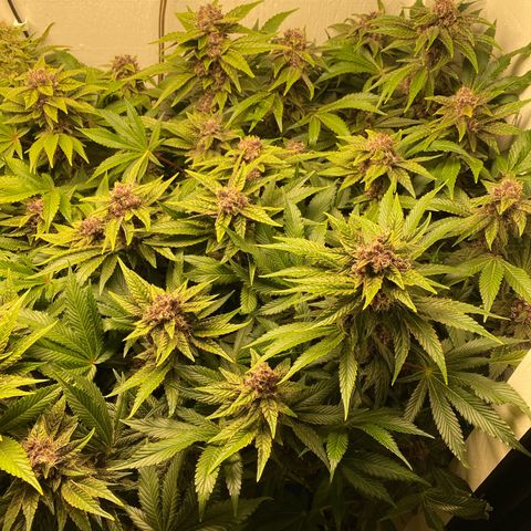 Ultra Purple growlog timeline photo