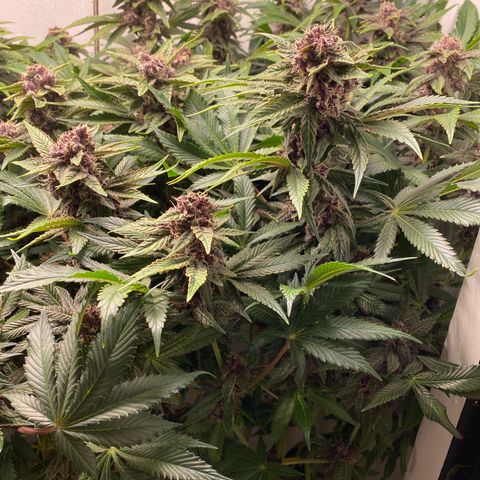 Ultra Purple growlog timeline photo