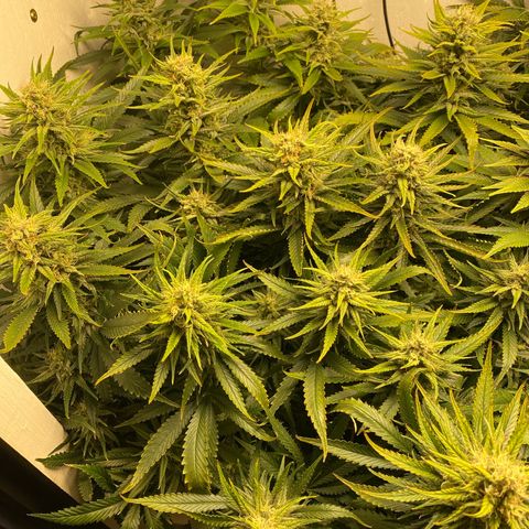 Ultra Skunk growlog timeline photo