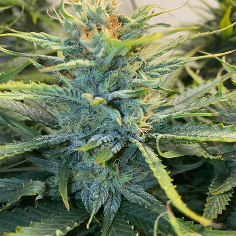 Ultra Skunk growlog timeline photo