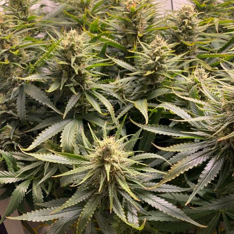 Ultra Skunk growlog timeline photo