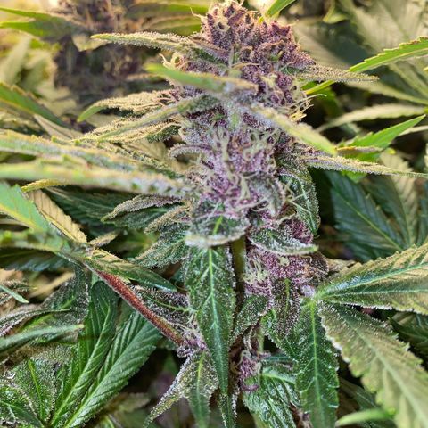 Ultra Purple growlog timeline photo