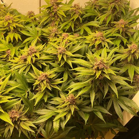 Ultra Purple growlog timeline photo
