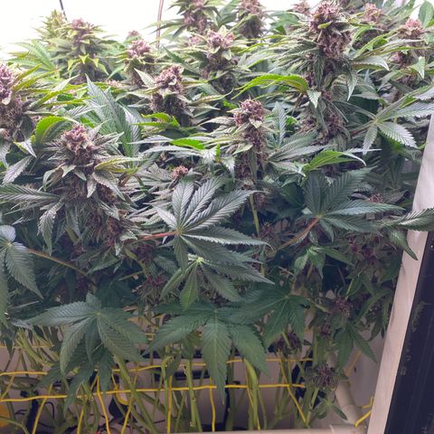 Ultra Purple growlog timeline photo