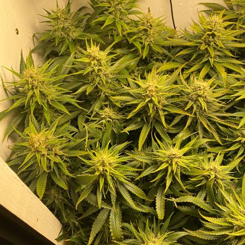 Ultra Skunk growlog timeline photo