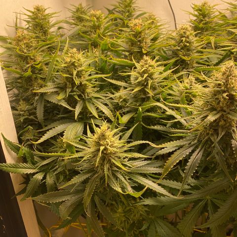 Ultra Skunk growlog timeline photo