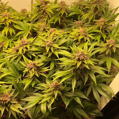 Ultra Purple growlog timeline photo