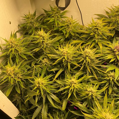 Ultra Skunk growlog timeline photo