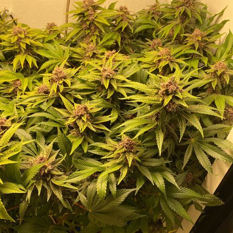 Ultra Purple growlog timeline photo