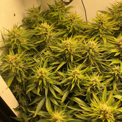 Ultra Skunk growlog timeline photo