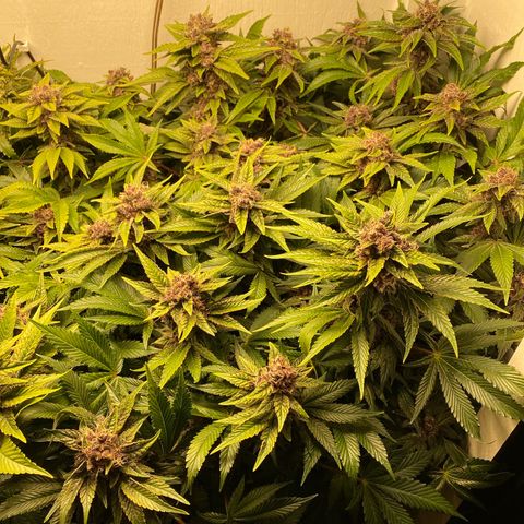 Ultra Purple growlog timeline photo
