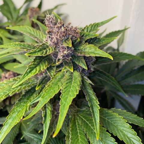 Ultra Purple growlog timeline photo