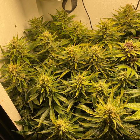 Ultra Skunk growlog timeline photo
