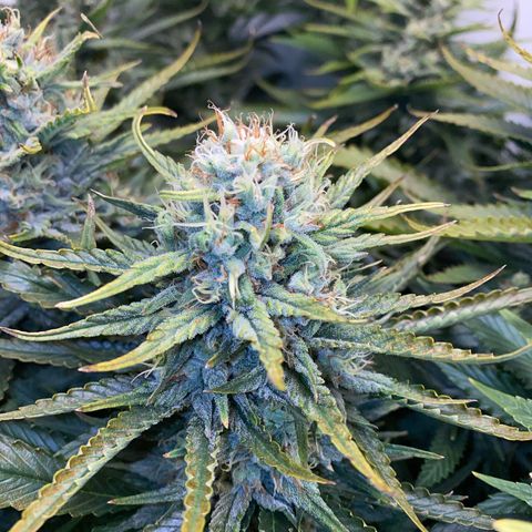 Ultra Skunk growlog timeline photo