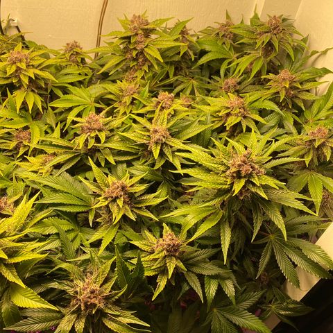 Ultra Purple growlog timeline photo