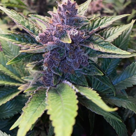 Ultra Purple growlog timeline photo