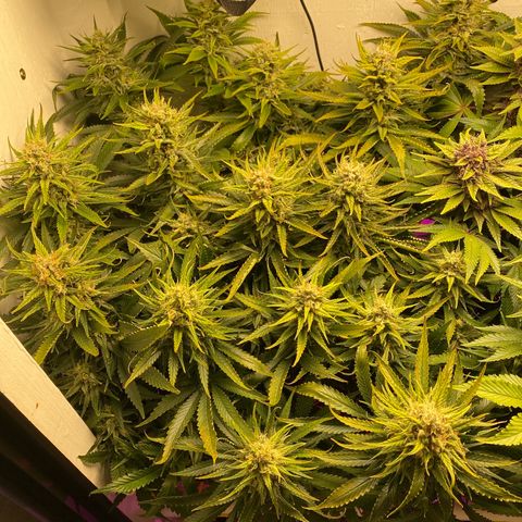 Ultra Skunk growlog timeline photo
