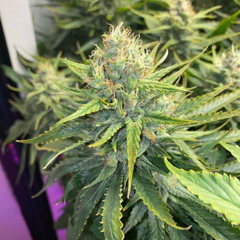 Ultra Skunk growlog timeline photo