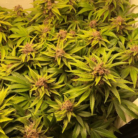 Ultra Purple growlog timeline photo
