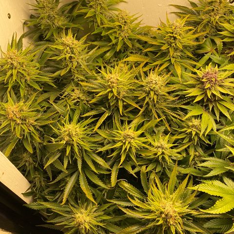 Ultra Skunk growlog timeline photo